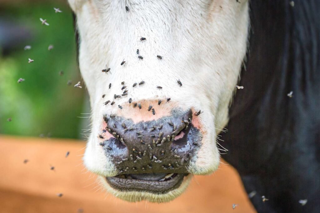 CDC Confirms First US Case of Deadly Screwworm Parasite