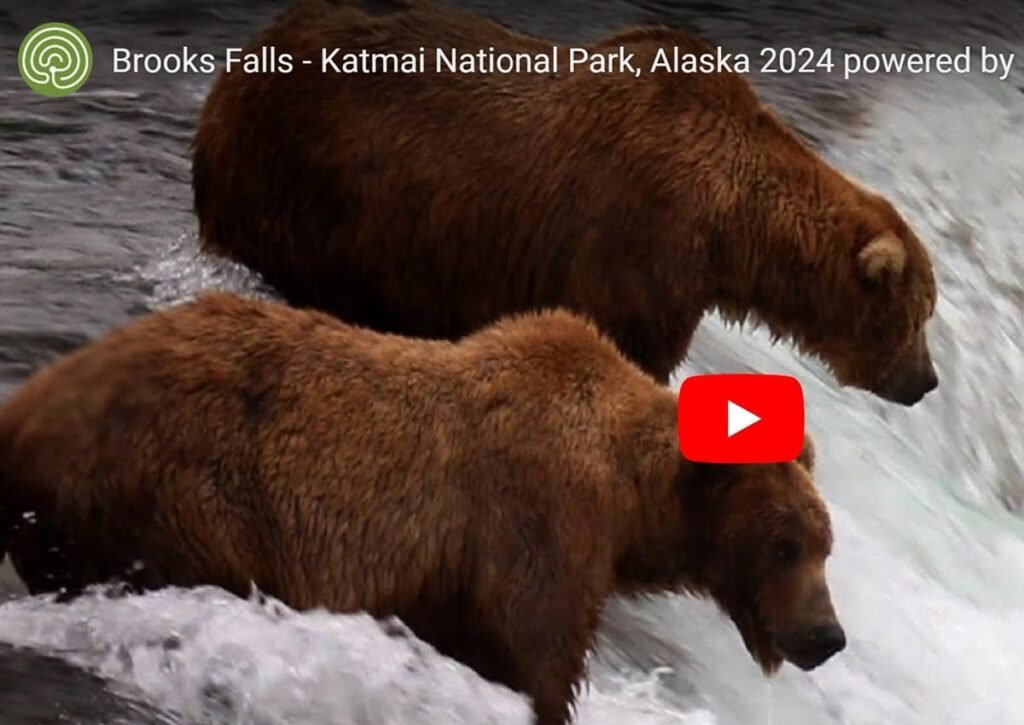 The Coolest Nature Webcam Ever -