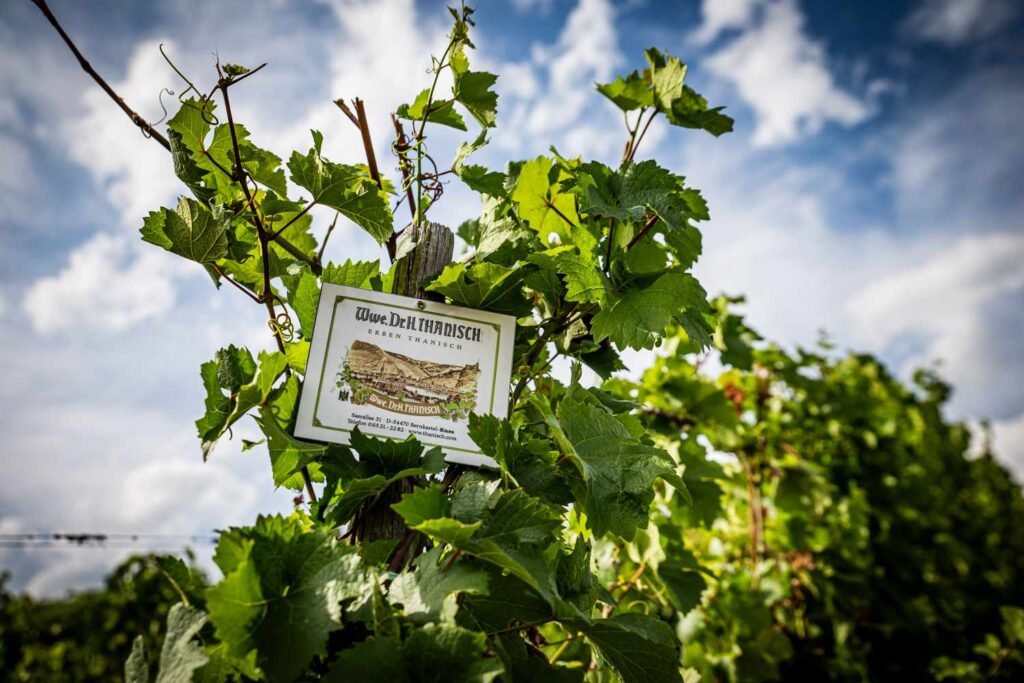 How the Best Doctor Was Found In a Riesling Vineyard