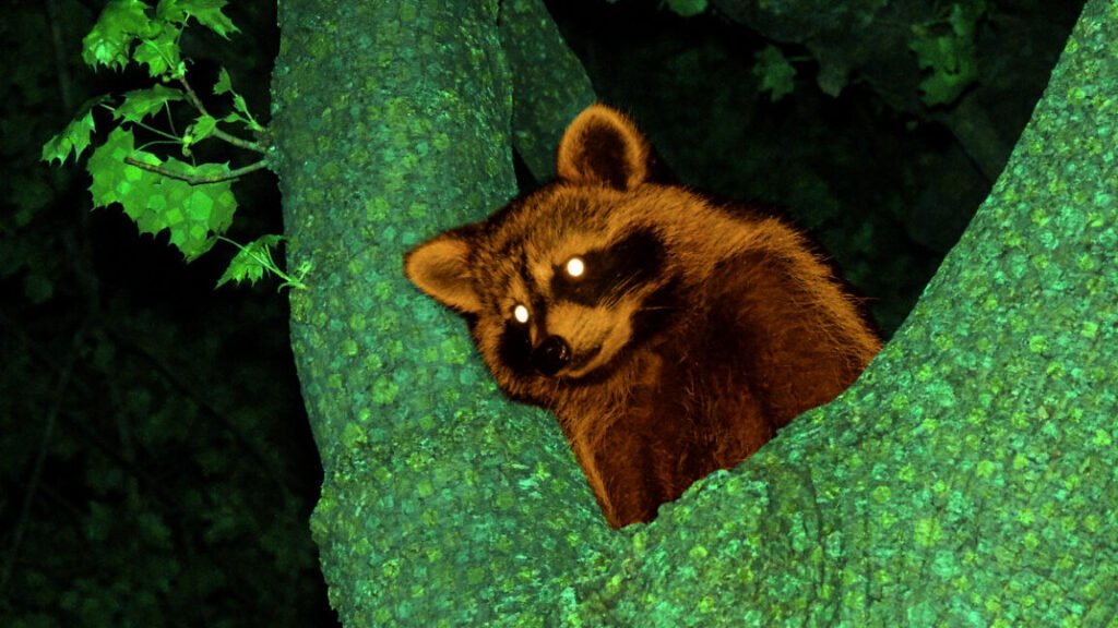 Artist's impression of the "real" Tom Nook cornered up in a tree.