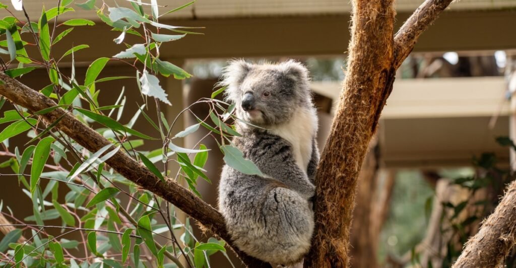 The Best Restaurants, Wineries, and Wildlife in Adelaide, Australia