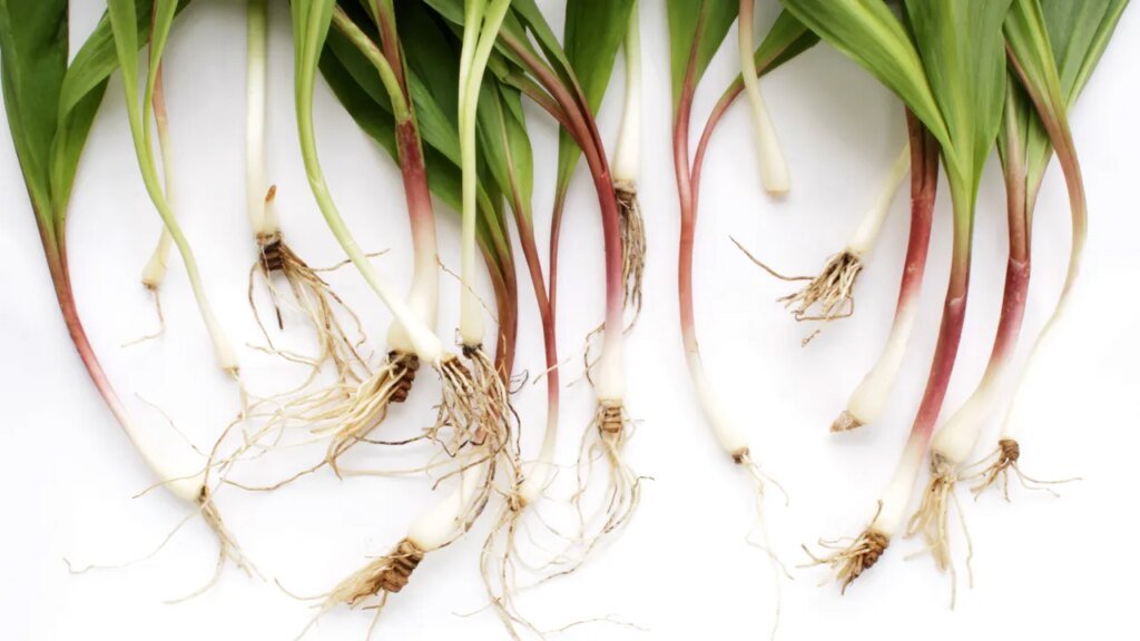 What Are Ramps: How to Shop for and Cook the Spring Allium