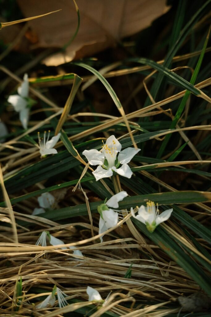 White flowers with yellow stamens grow among green leaves and dry brown grass, lit by natural sunlight.
