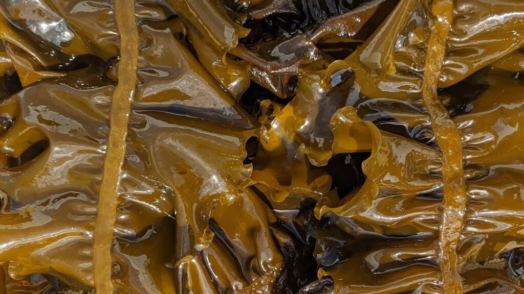 The Future of American Farming Might Be Underwater The Future of American Farming Might Be Underwater