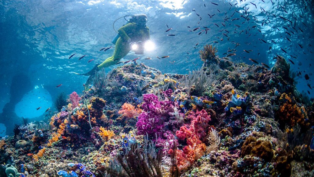 20 Best Snorkeling Destinations in the World for Beginners and Pros Alike 20 Best Snorkeling Destinations in the World for Beginners and Pros Alike