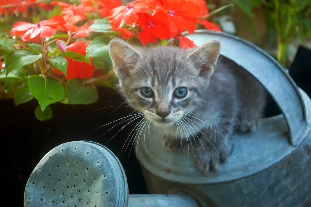 Secrets I Use to Prevent Pets, Poultry, and Wildlife From Digging Up My Garden