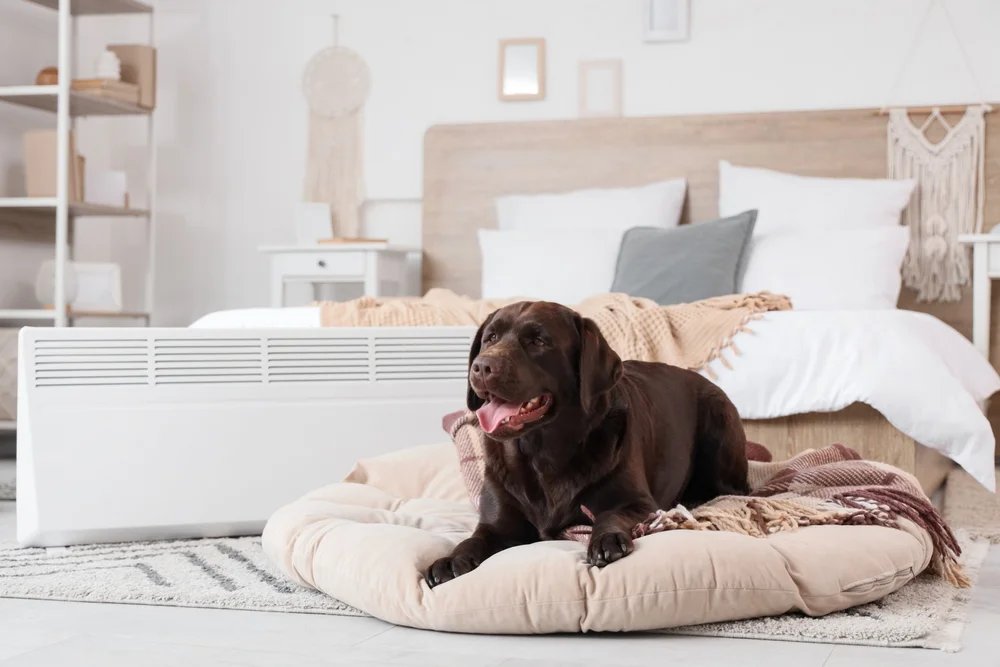 Buy the Perfect Warm Dog Bed for Your Dog buy warm dog bed