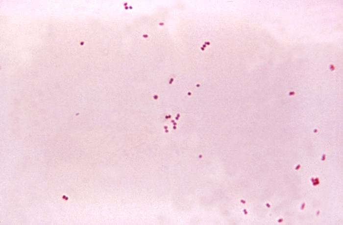 Outbreaks spark one-off meningococcal disease vaccine campaign JCVI