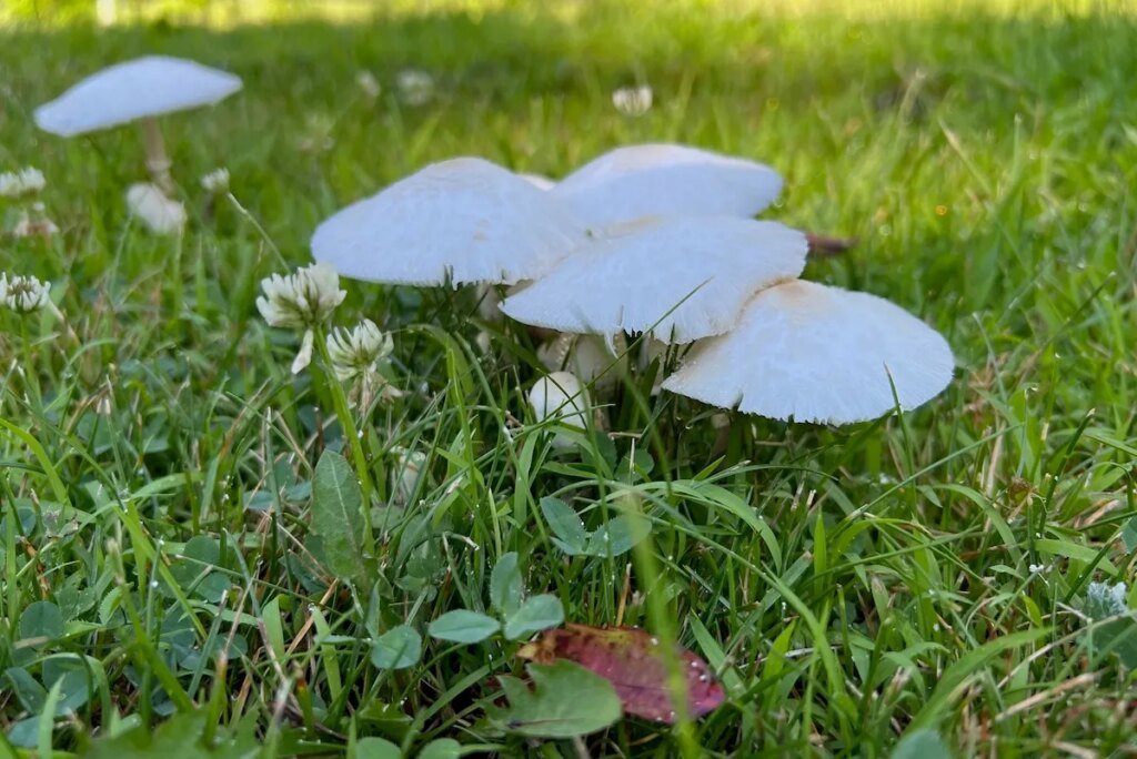 How to Get Rid of Mushrooms in the Lawn